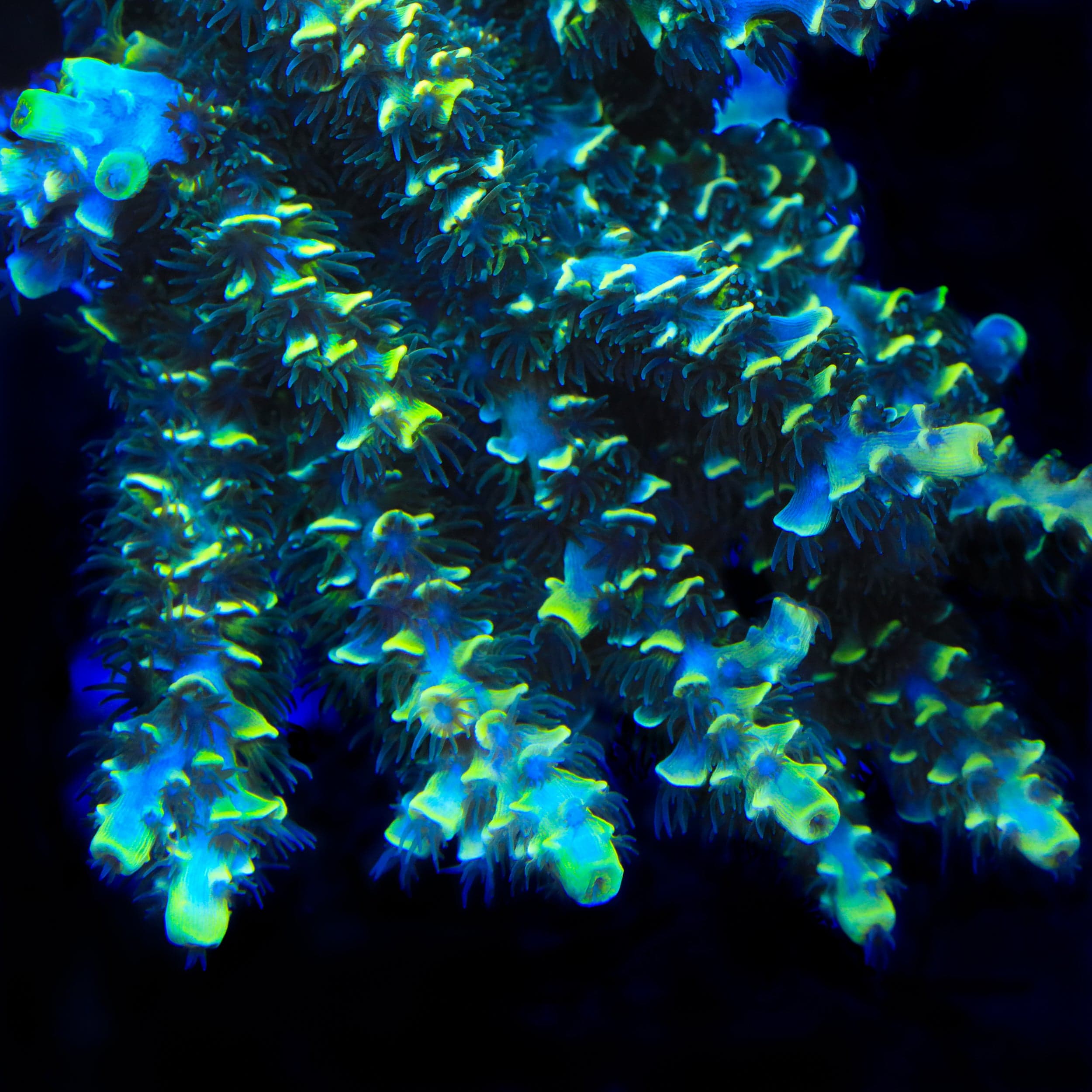 Acropora selago