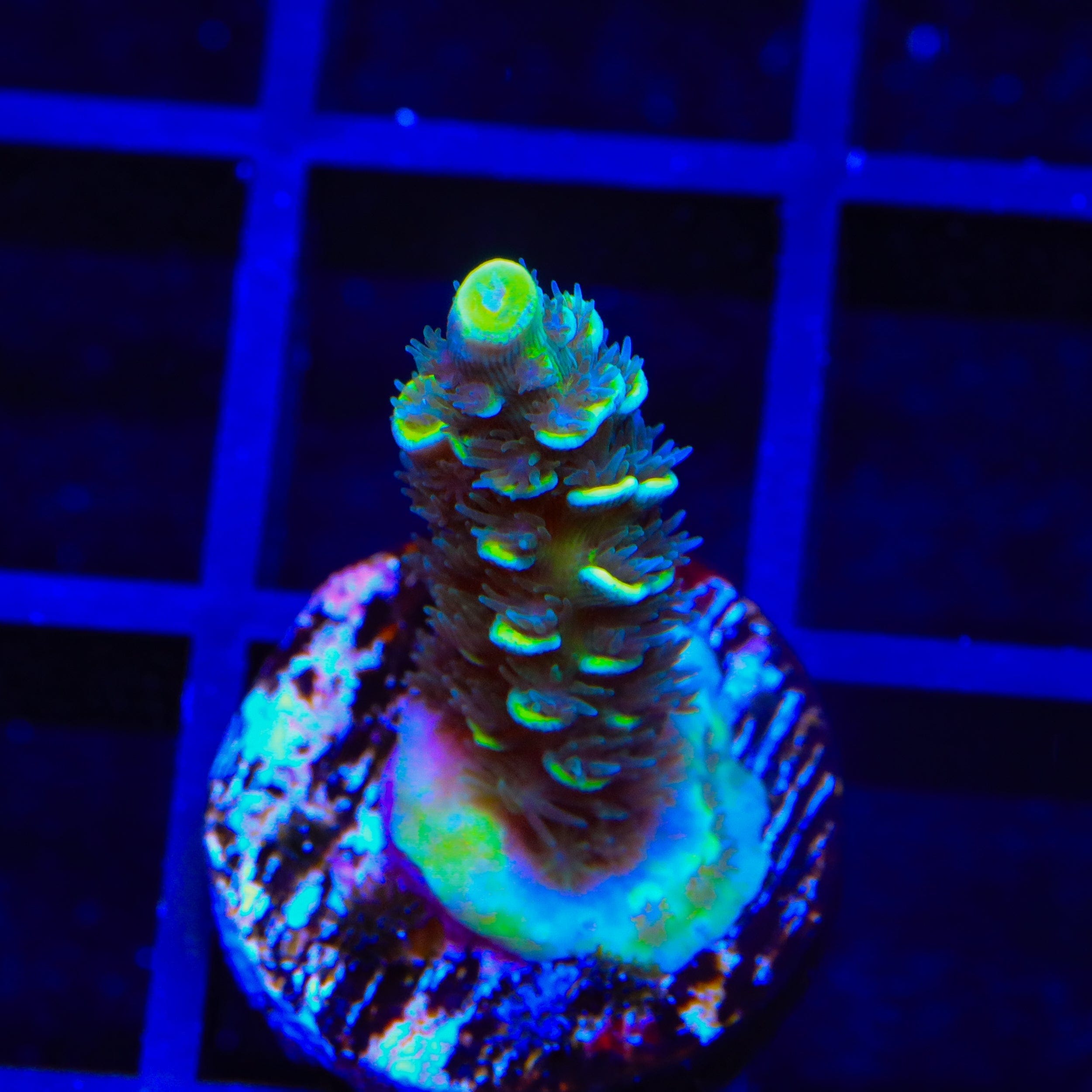 Acropora selago