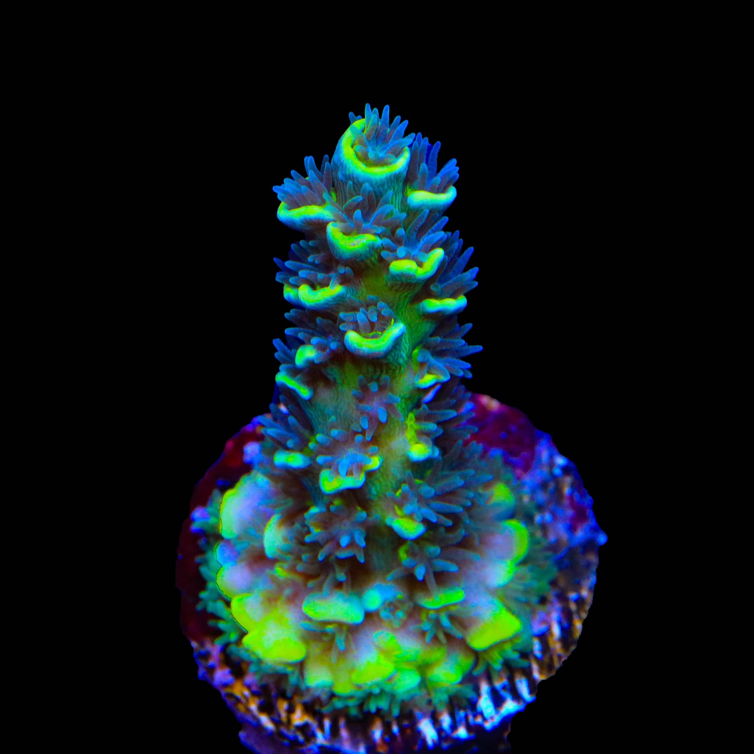 Acropora tenuis