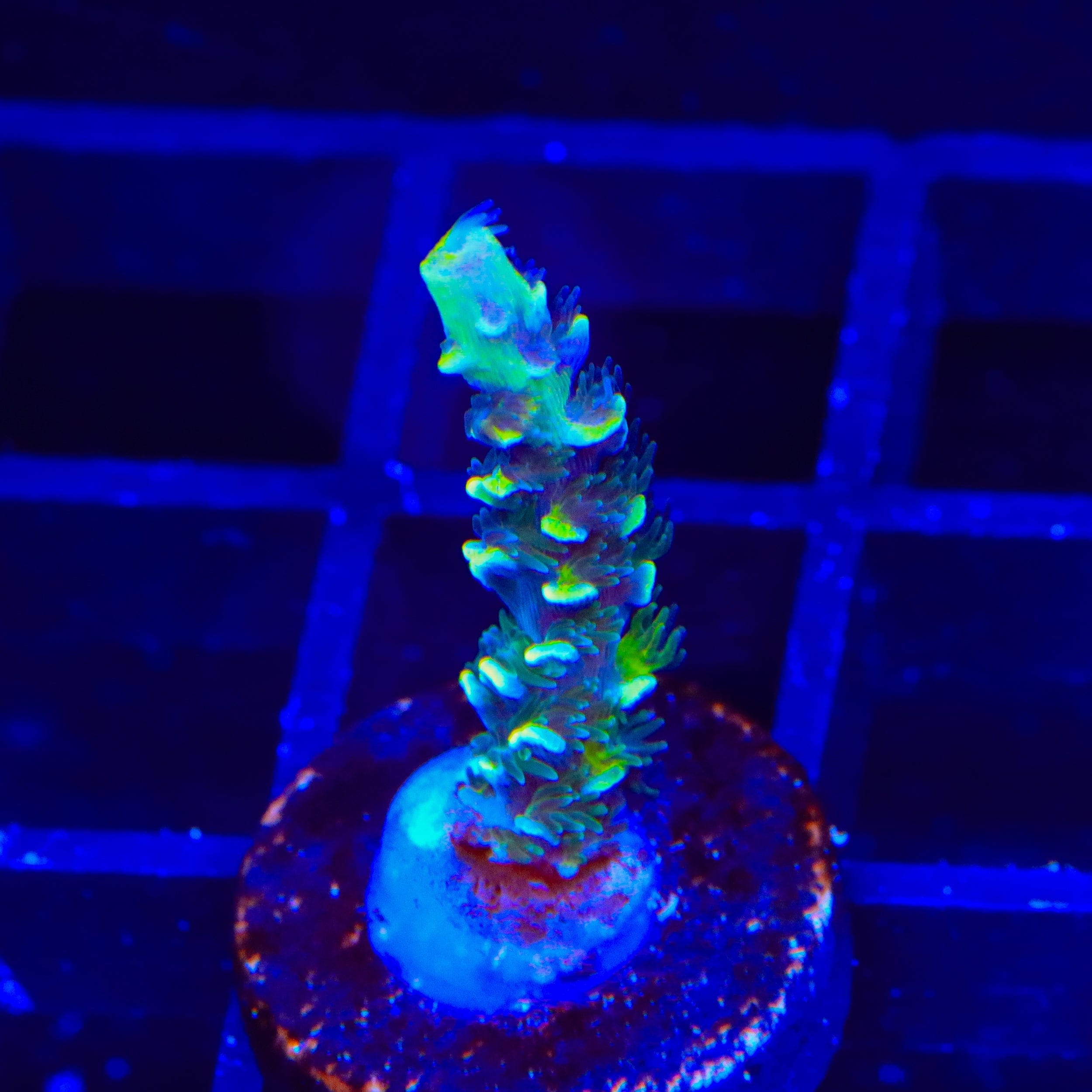 Acropora selago