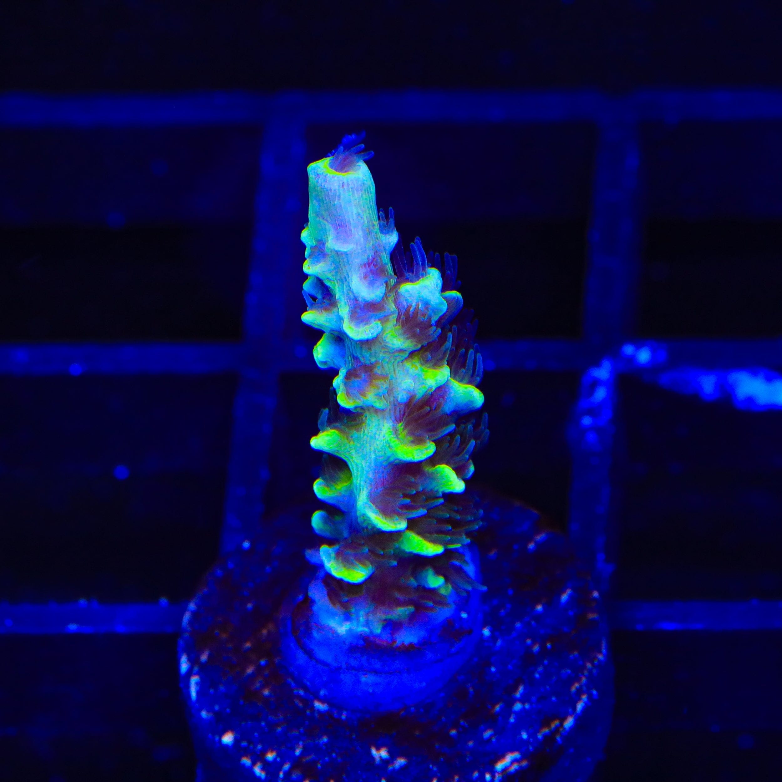 Acropora tenuis