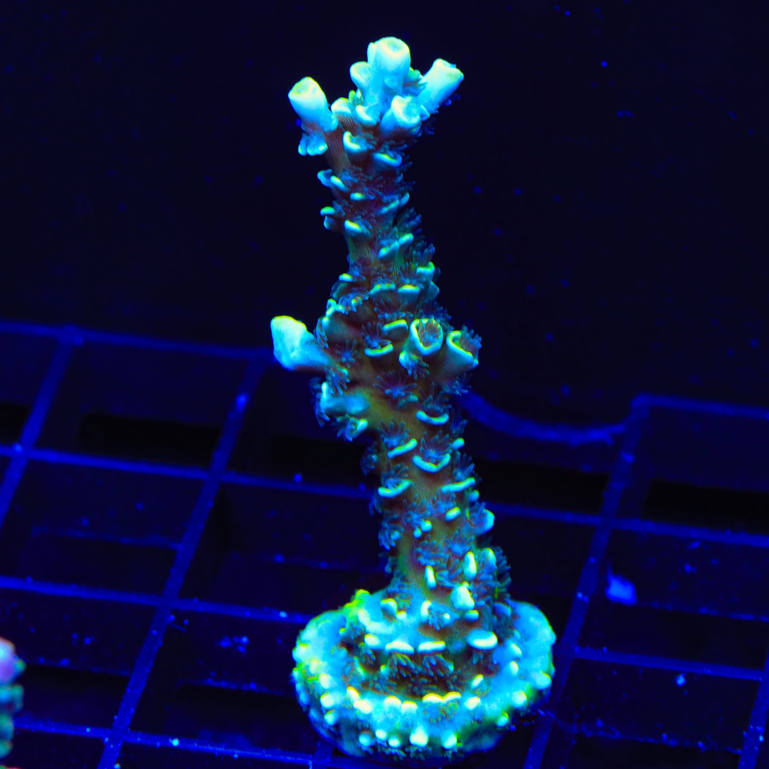 Acropora selago