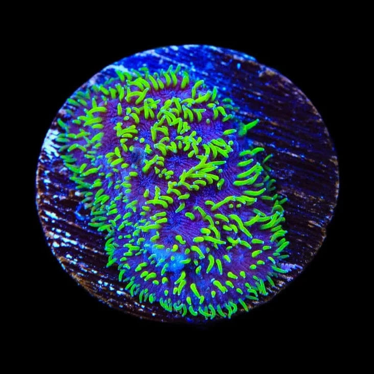 Lithophyllon