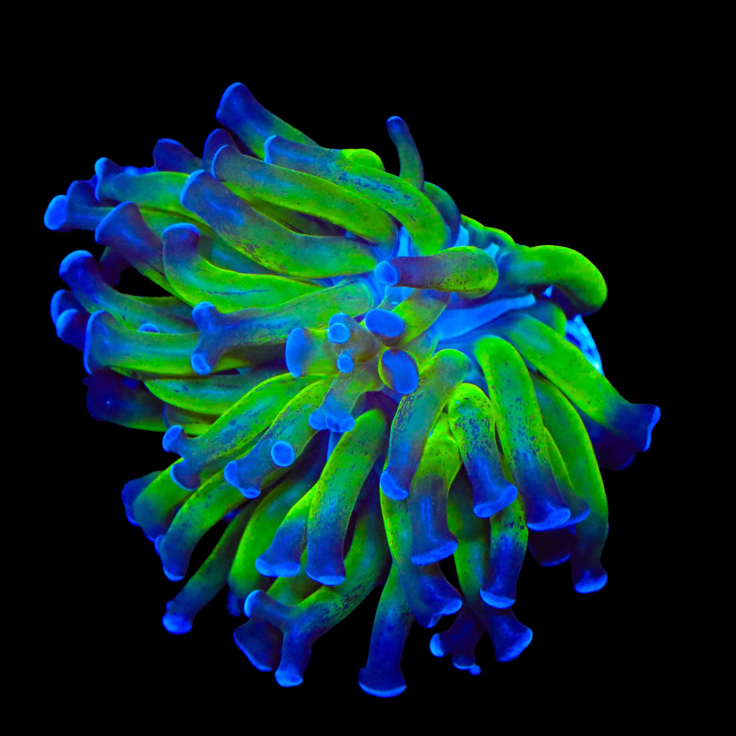 Euphyllia