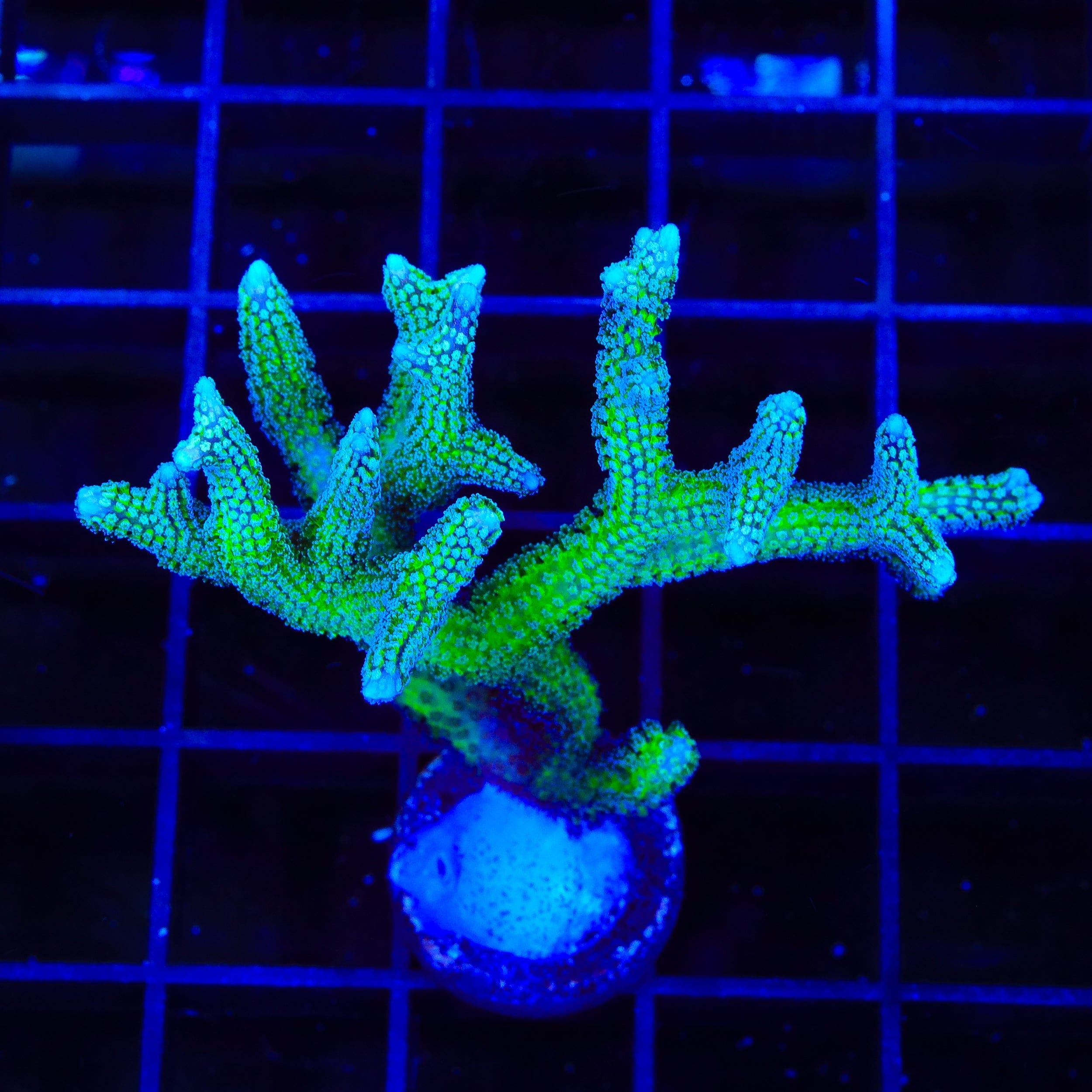 Seriatopora
