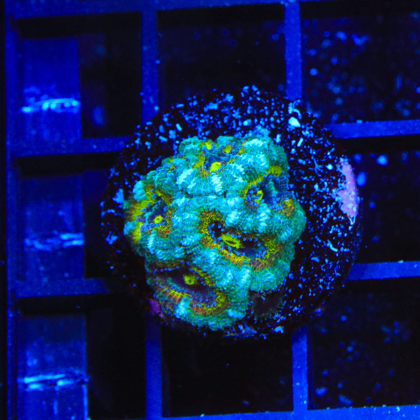 Micromussa