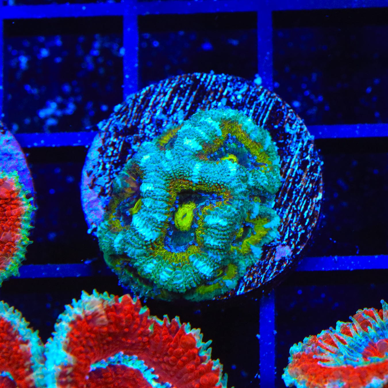 Micromussa