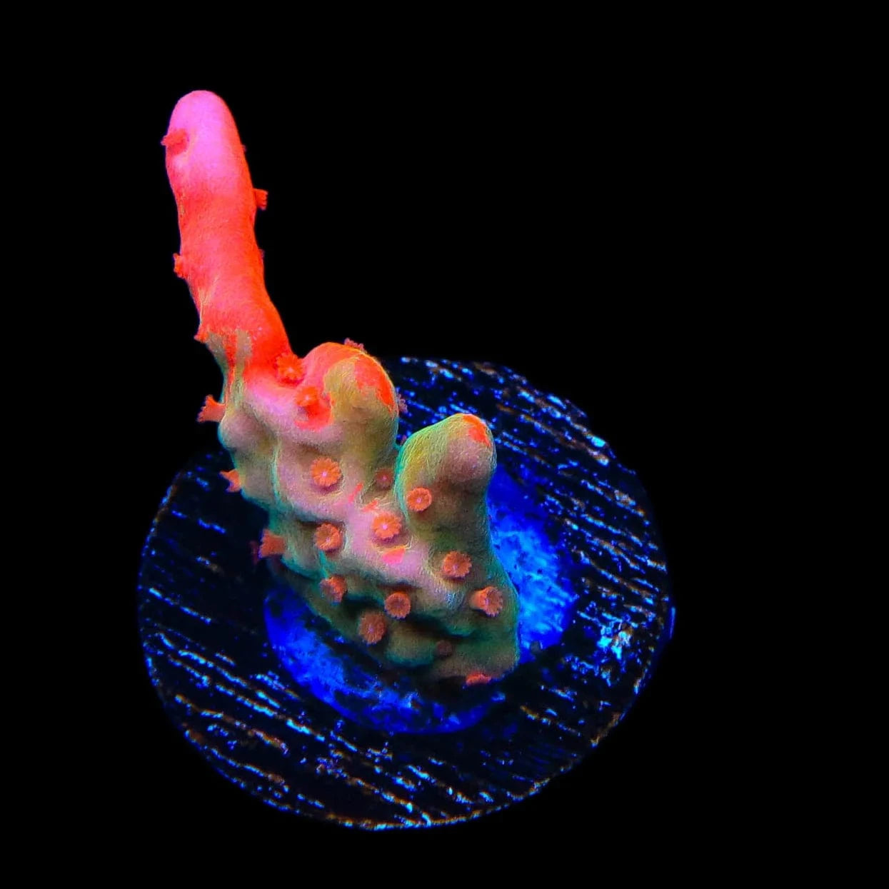 Montipora foliosa