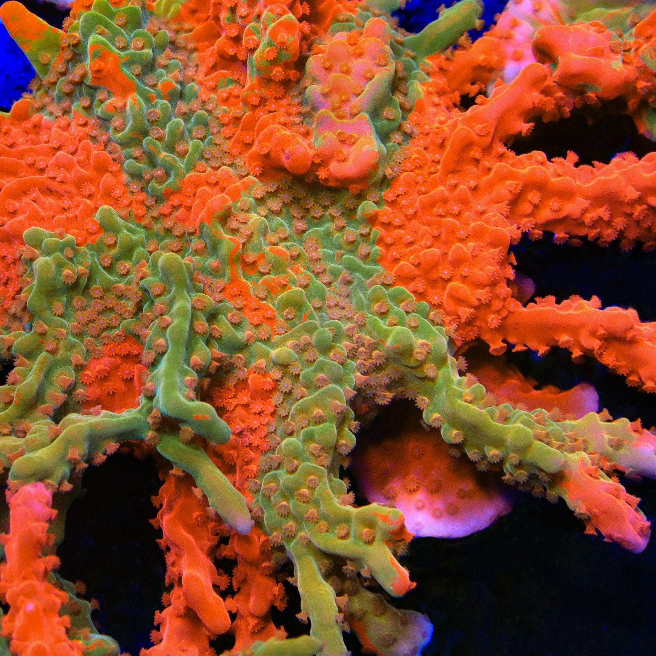 Montipora foliosa