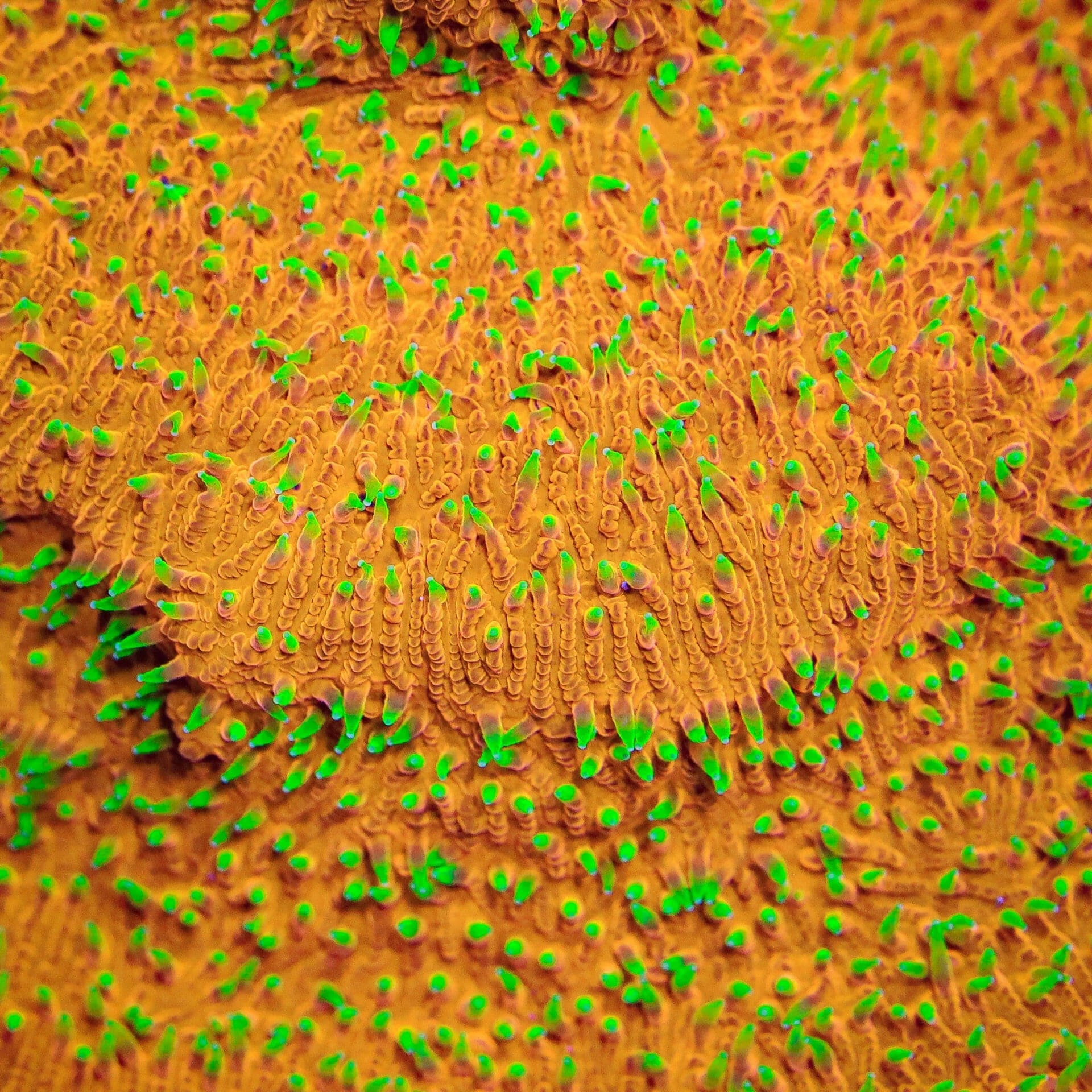 Lithophyllon