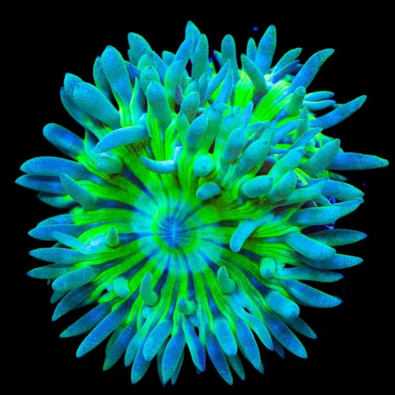 Duncanopsammia axifuga