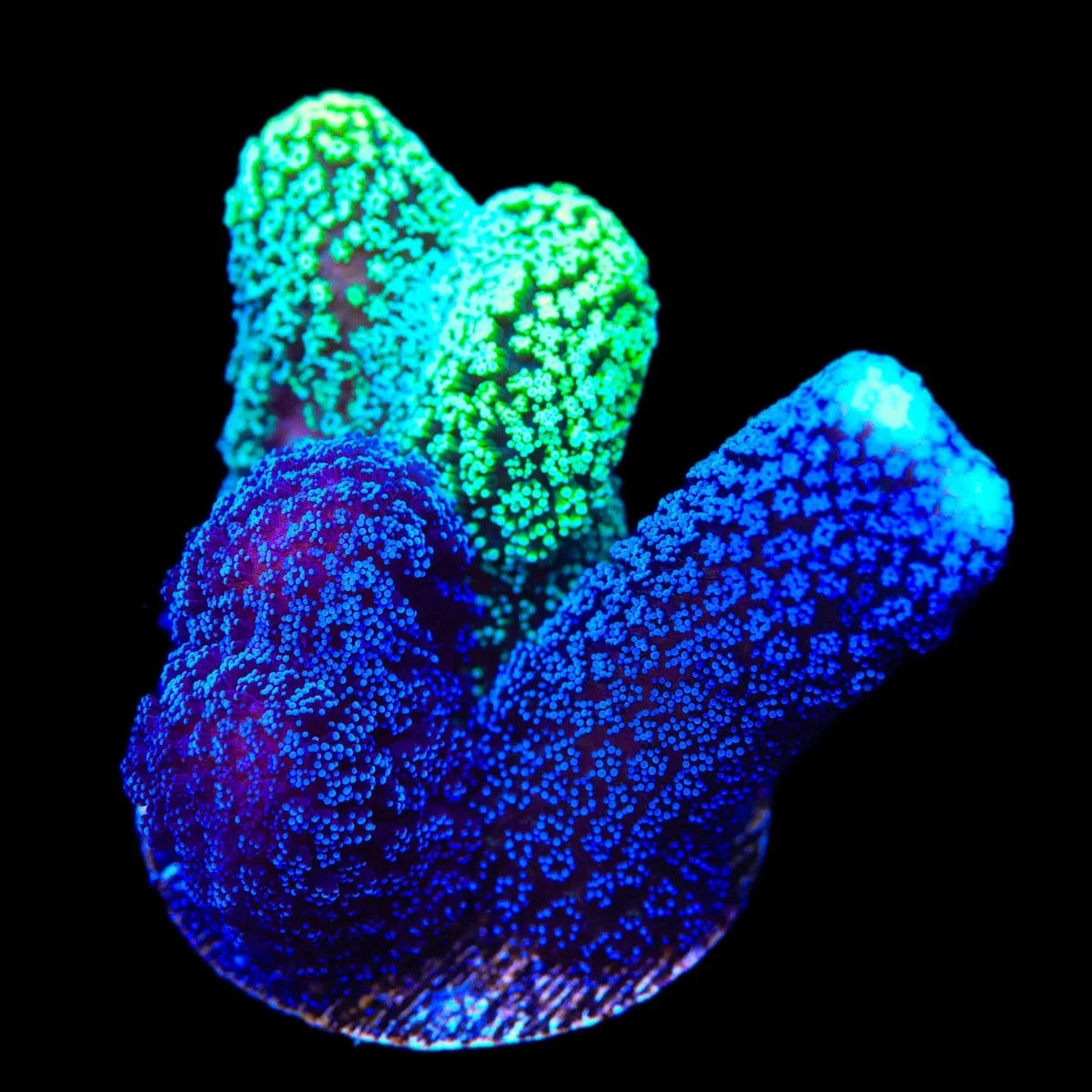 Stylophora pistillata