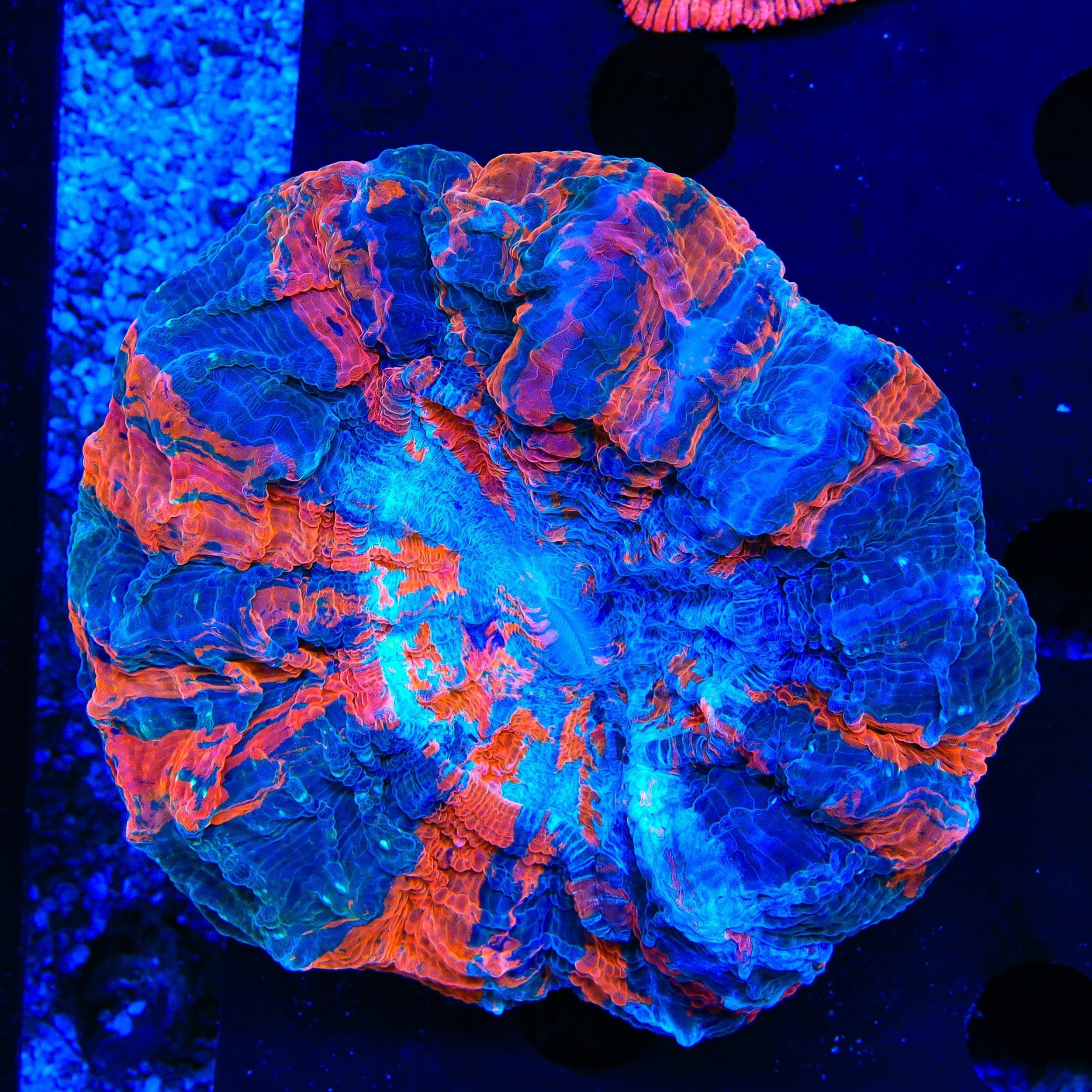 Acanthophyllia deshayesiana