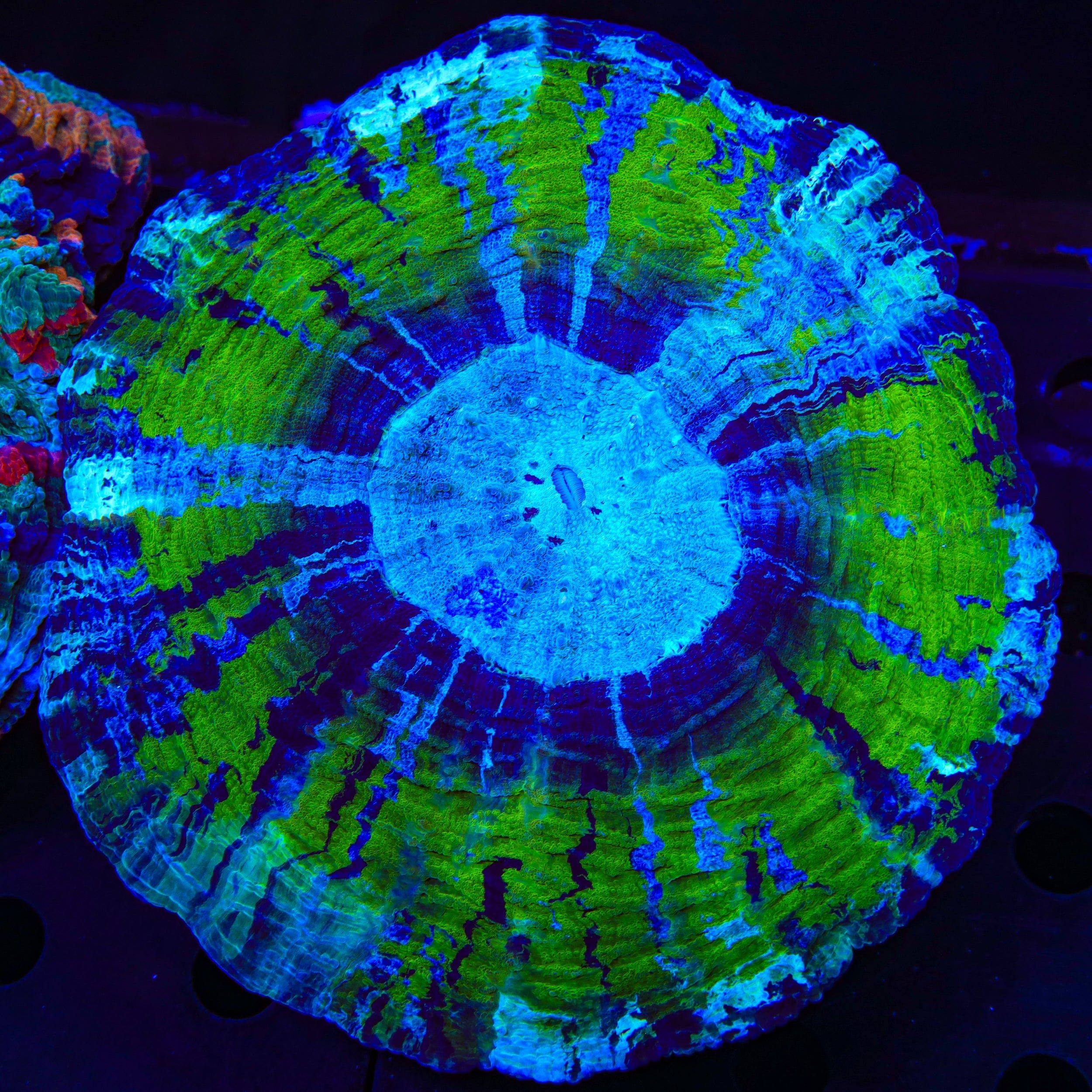 Acanthophyllia