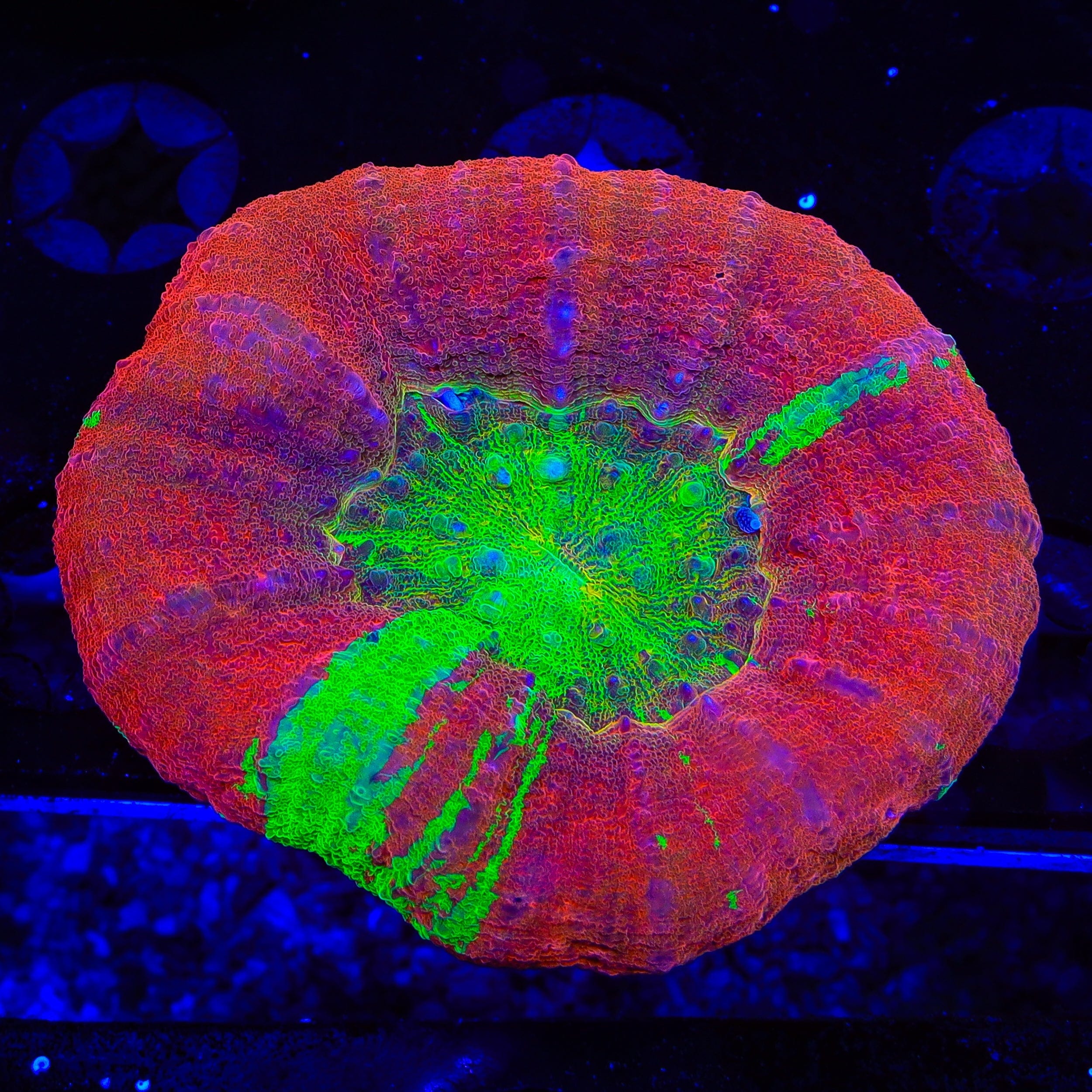 Scolymia