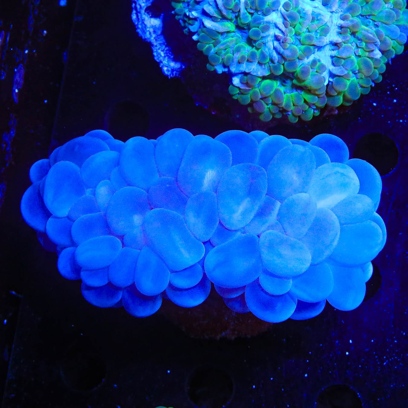 Plerogyra sinuosa