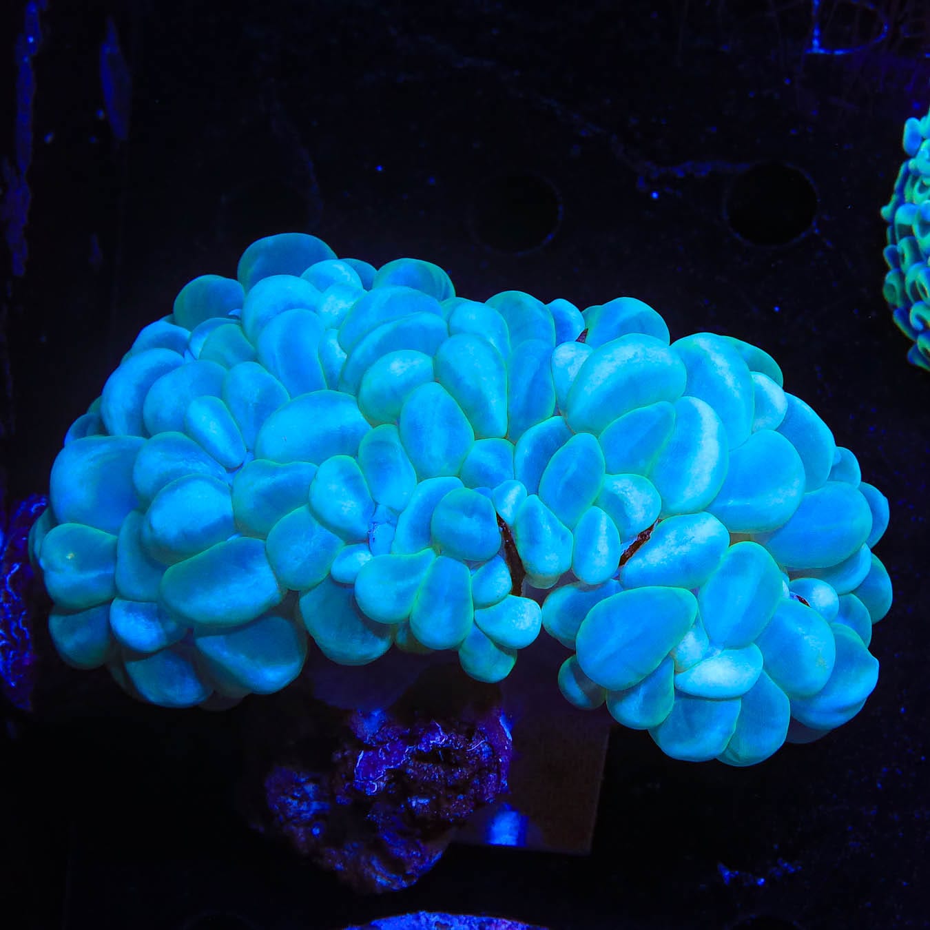 Plerogyra sinuosa
