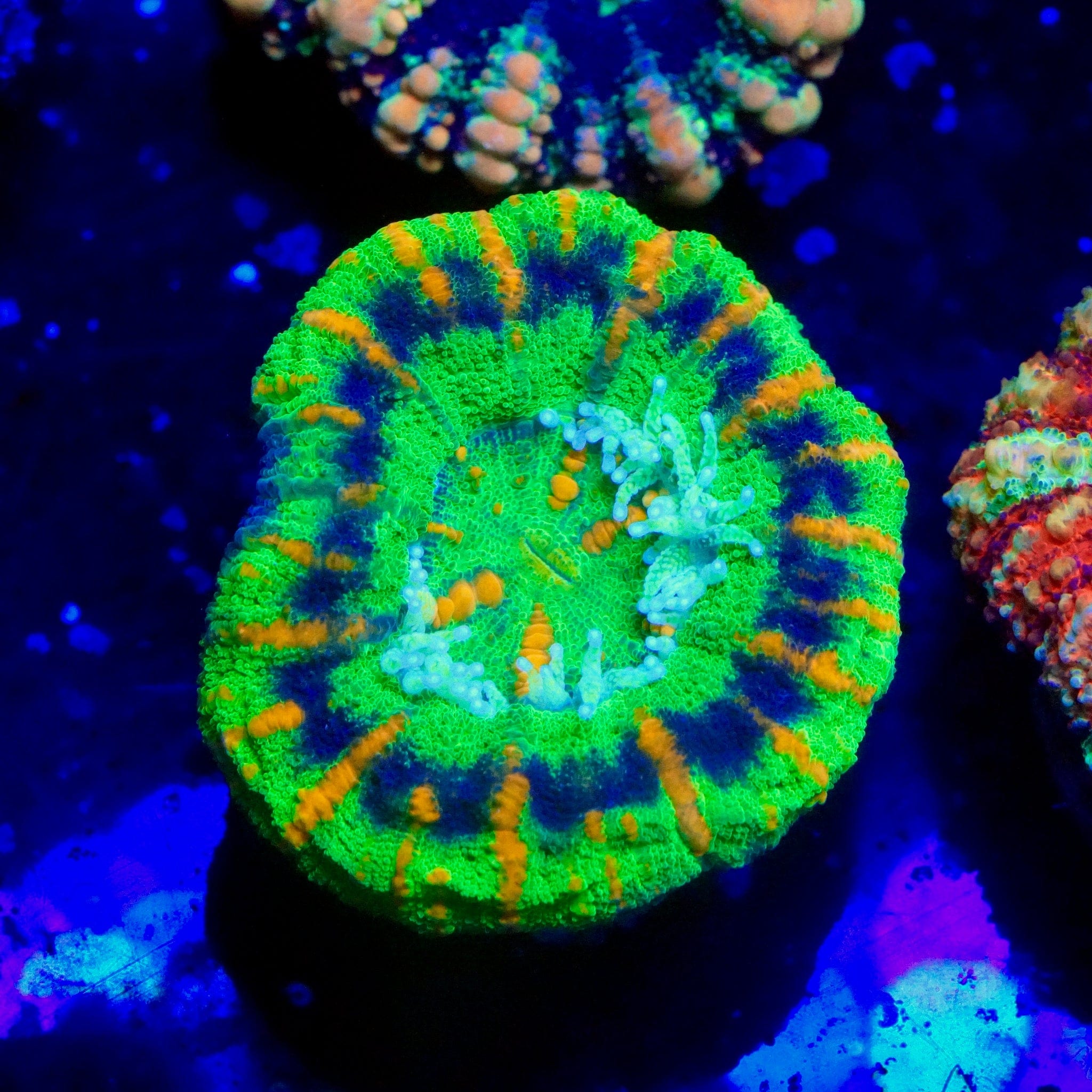 Homophyllia australis