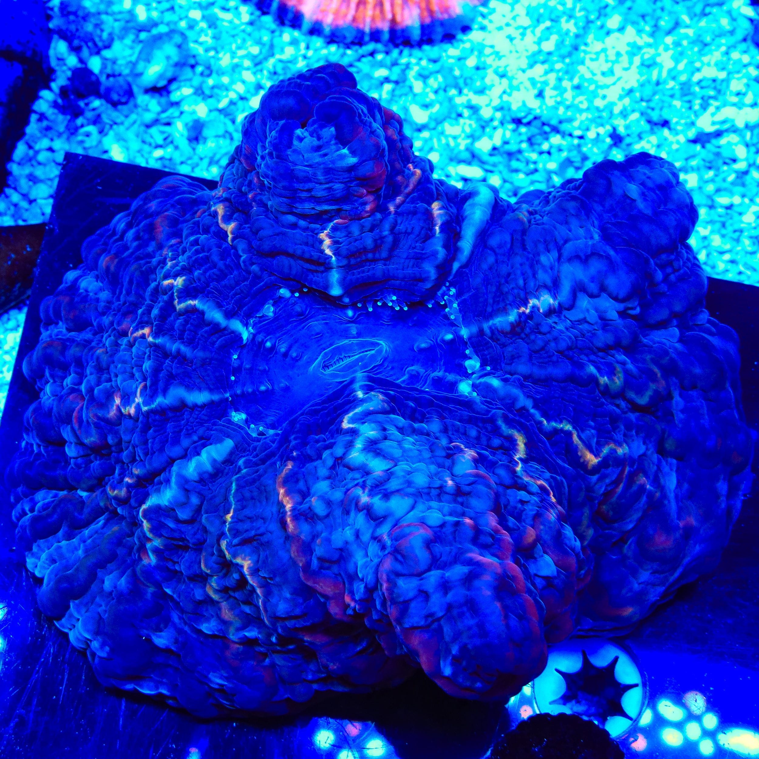 Indophyllia