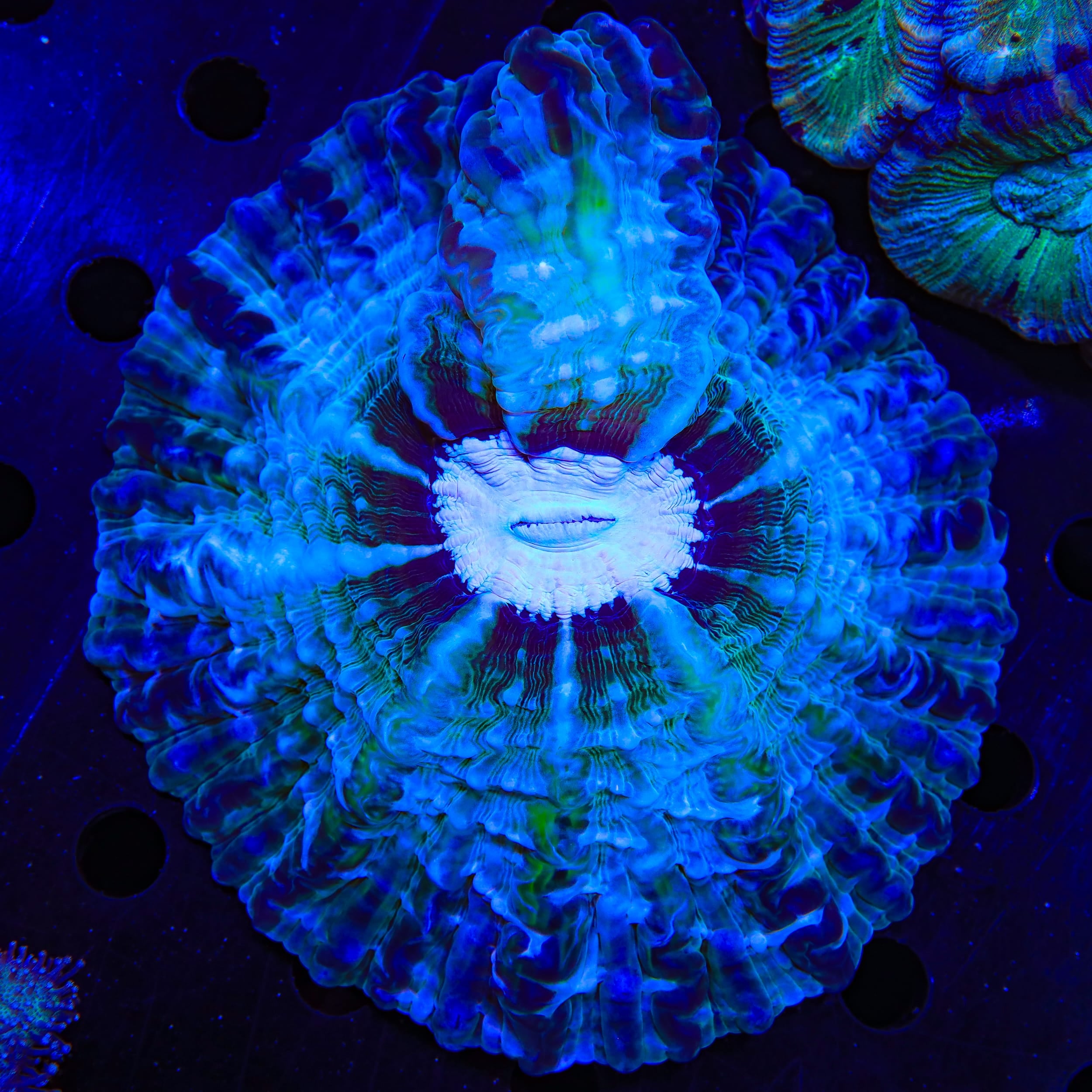 Ultra Indophyllia Coral