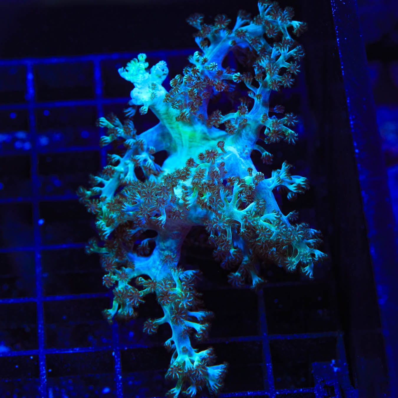 Capnella imbricata