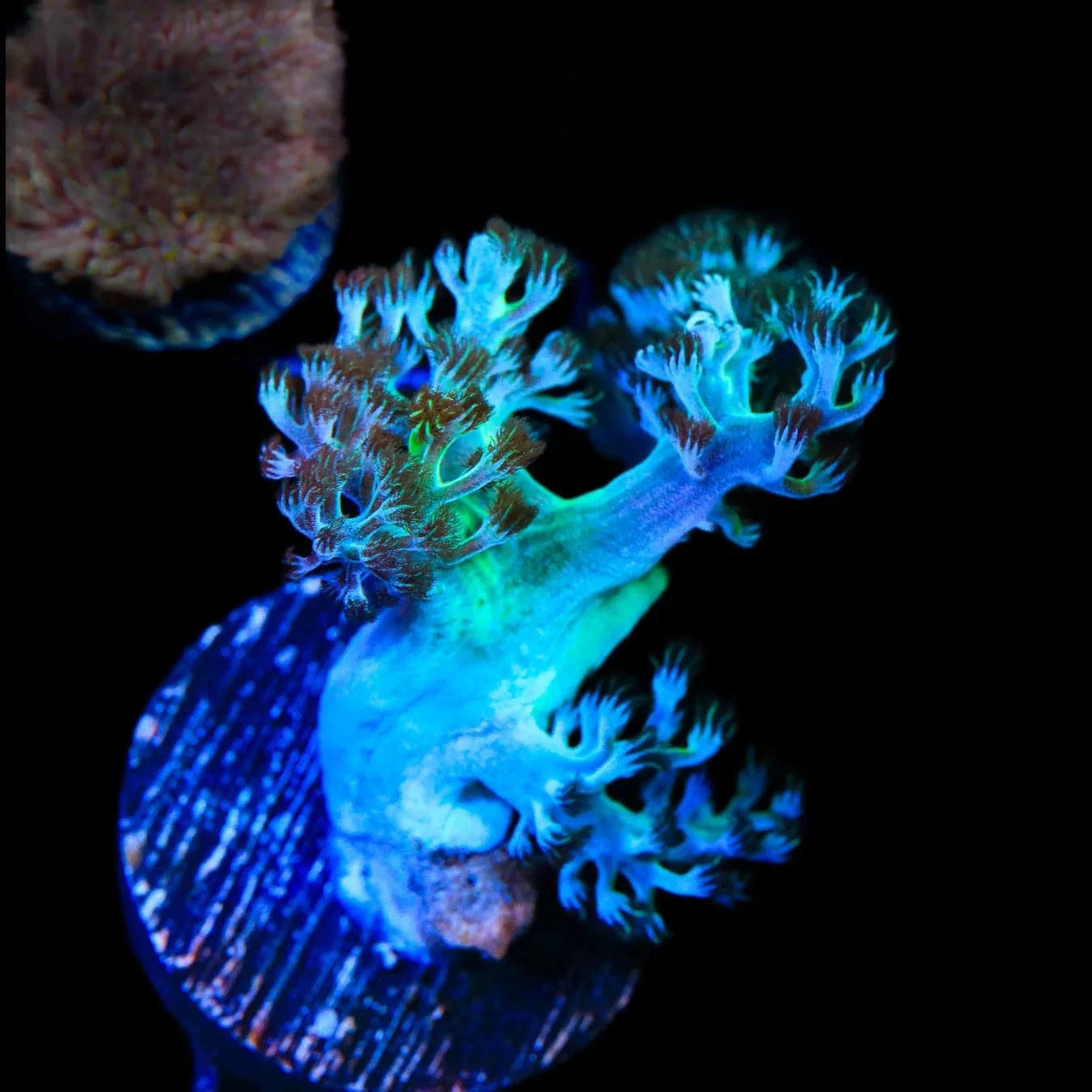 Capnella imbricata