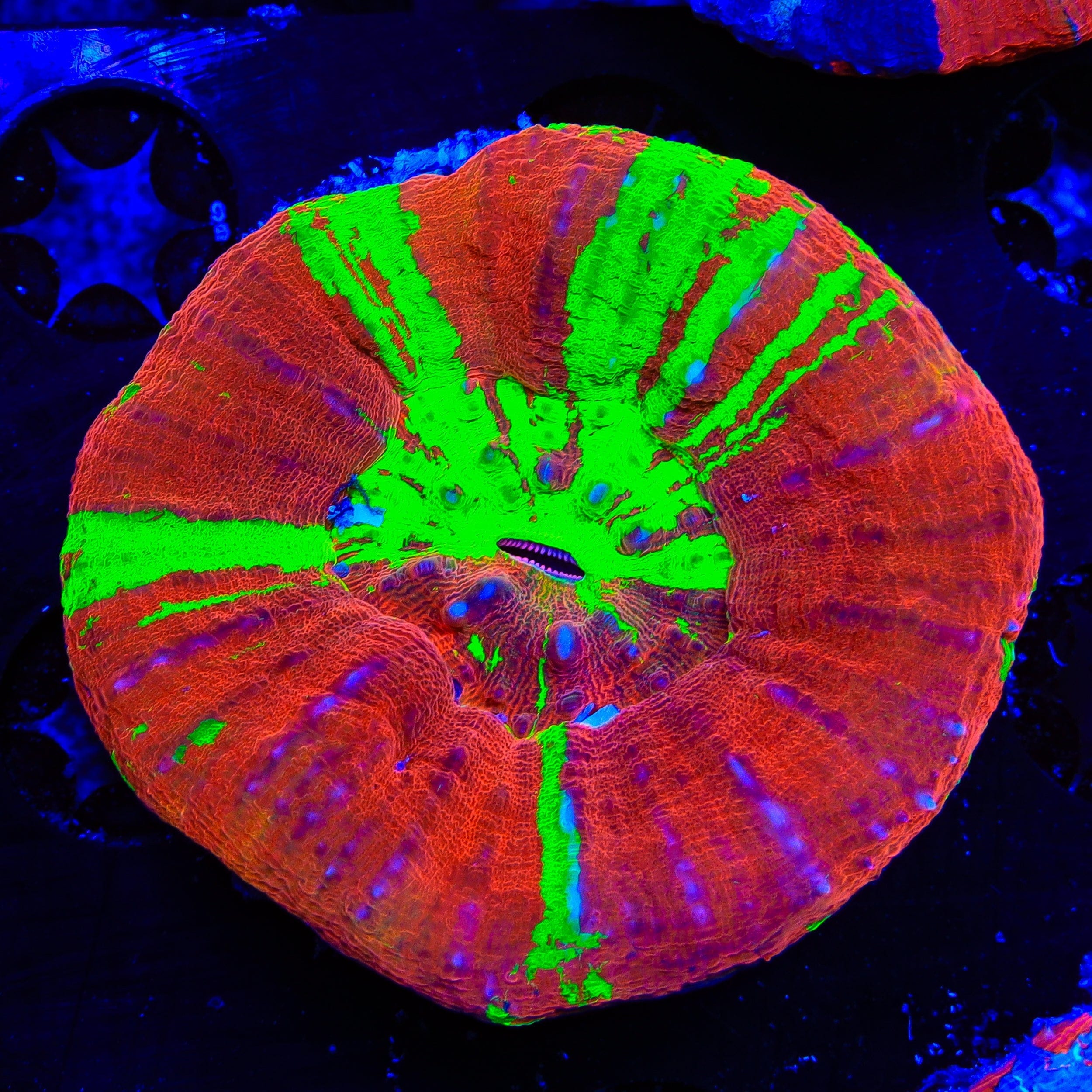 Scolymia