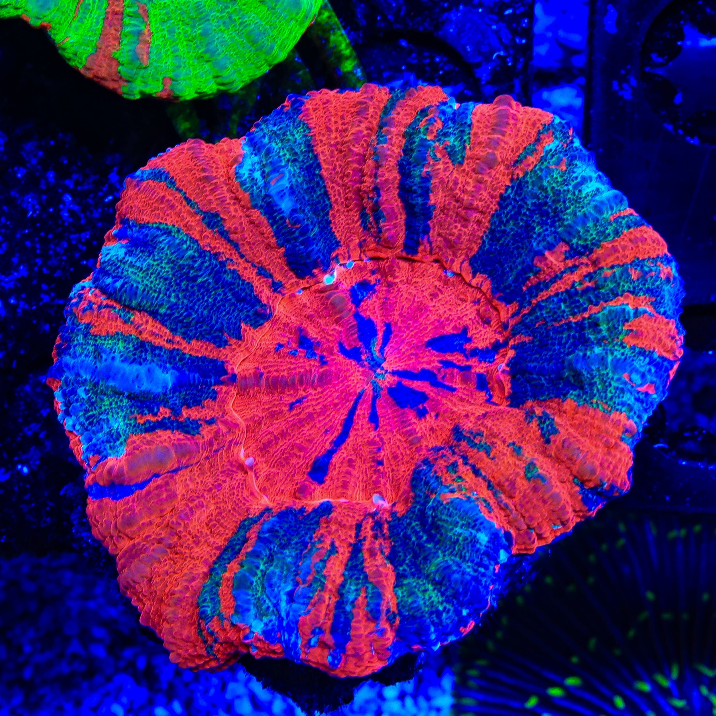 Scolymia