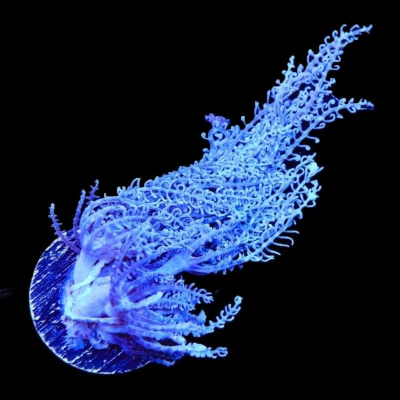 Anthelia glauca