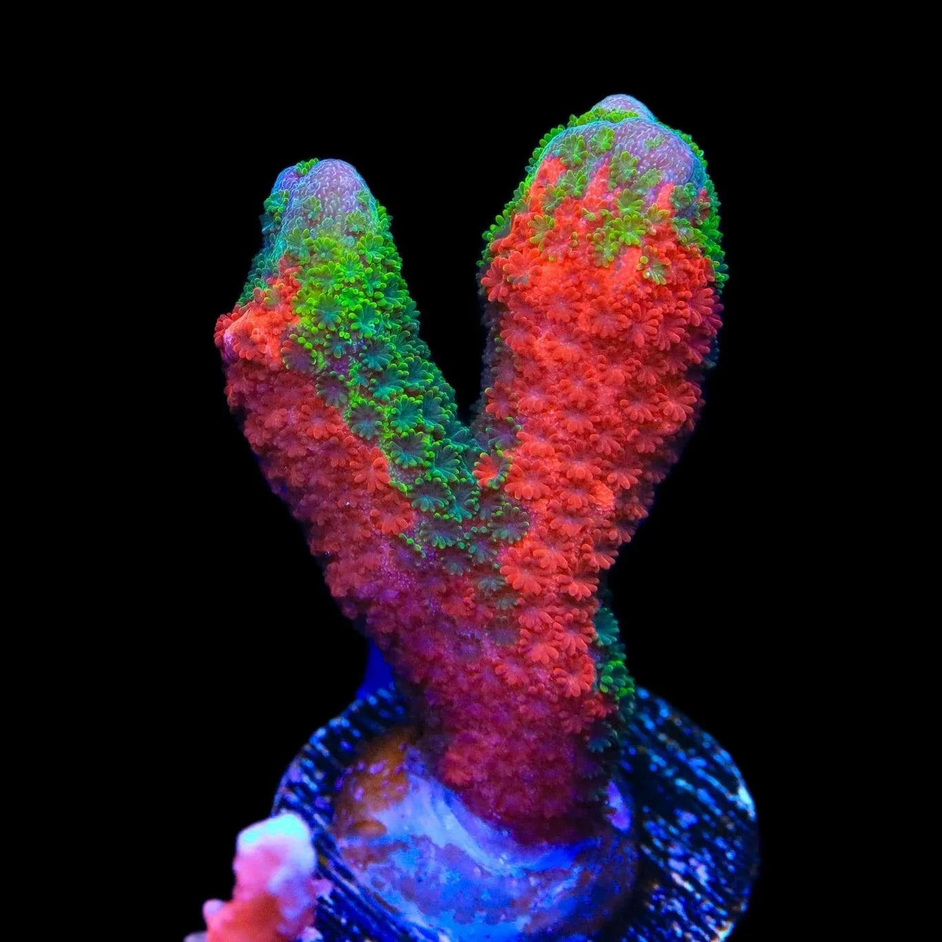 Montipora digitata