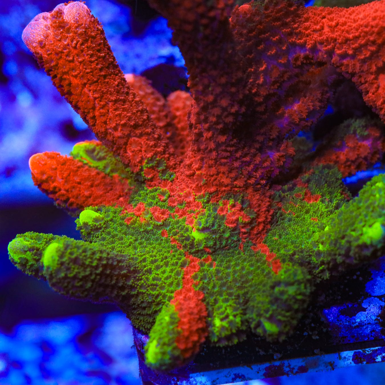 Montipora digitata