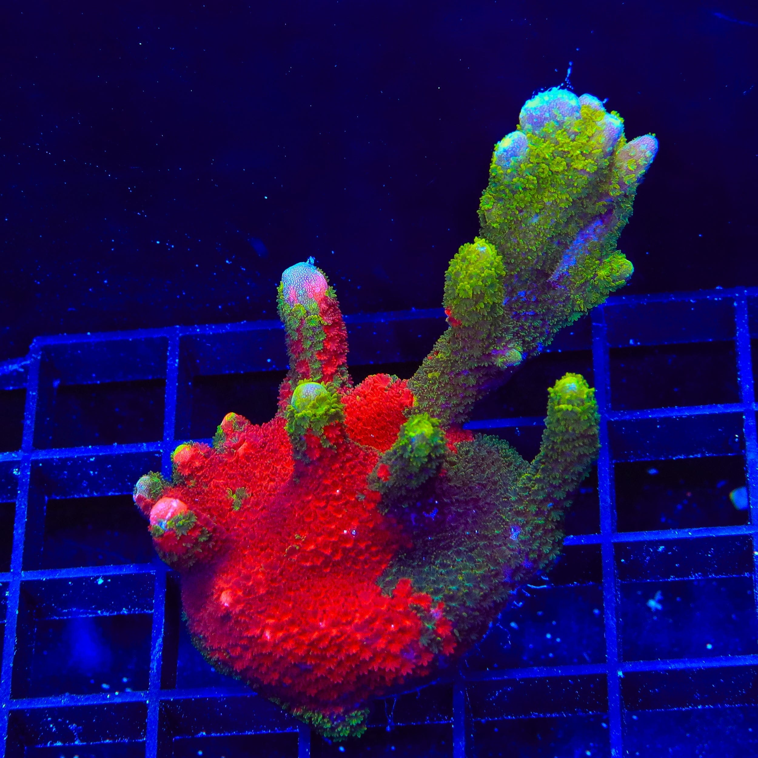 Montipora digitata