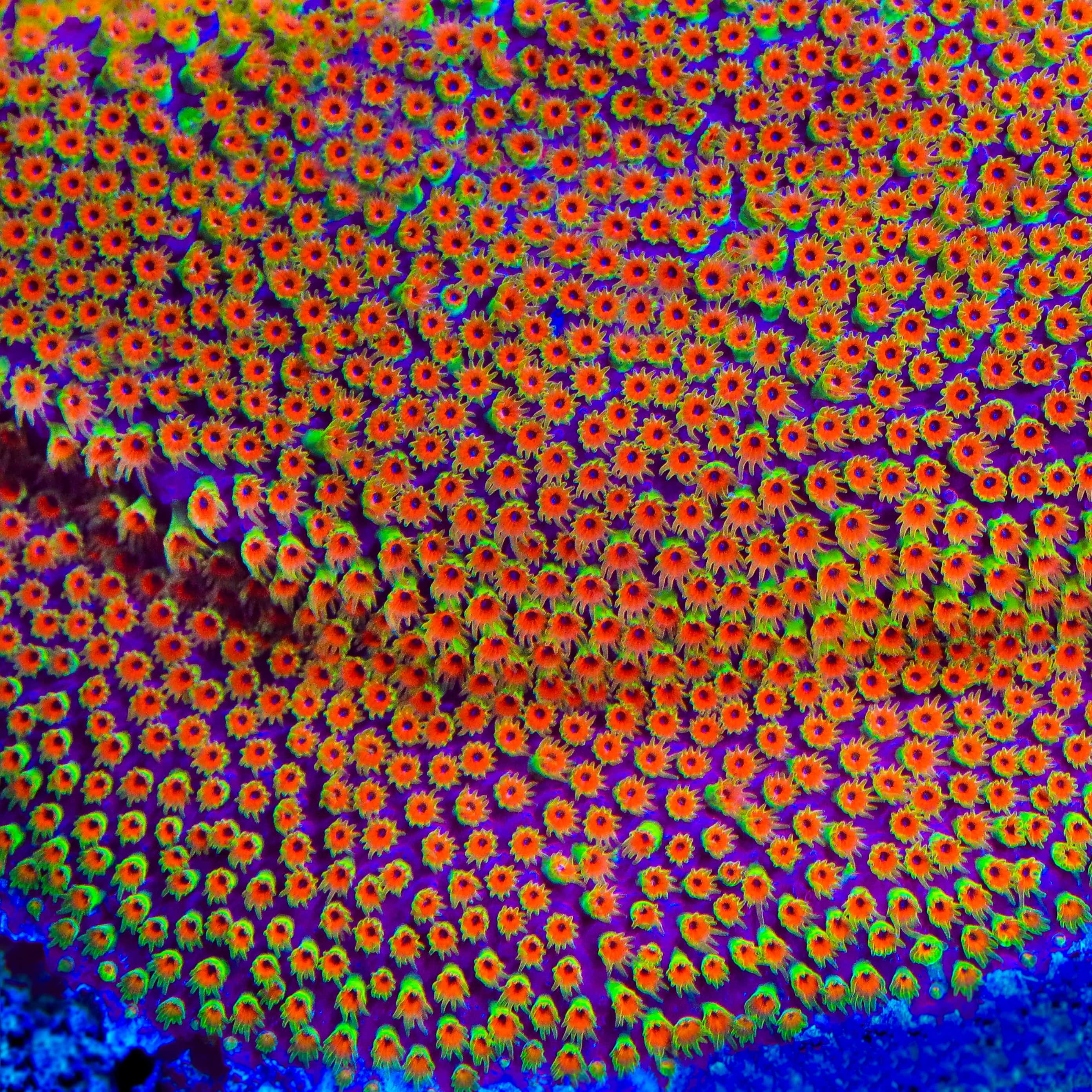 Stylocoeniella