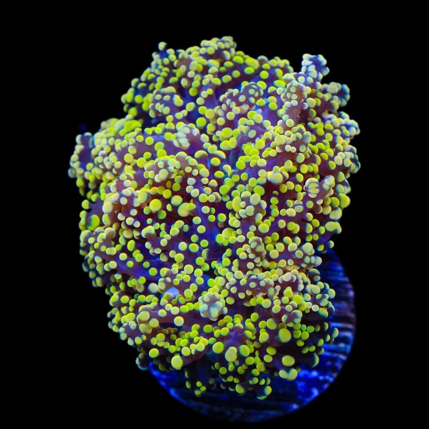 Euphyllia paradivisa