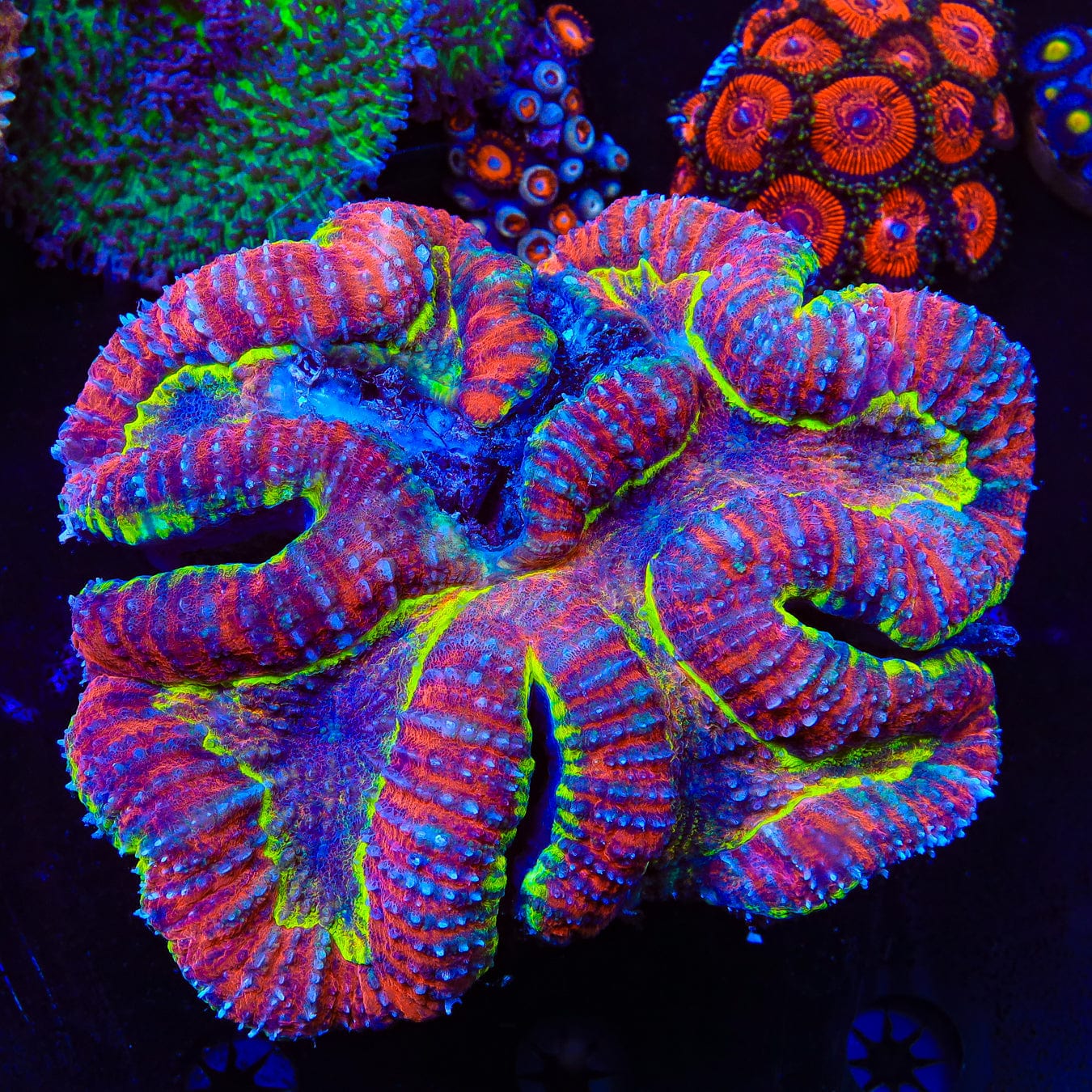 Lobophyllia radians