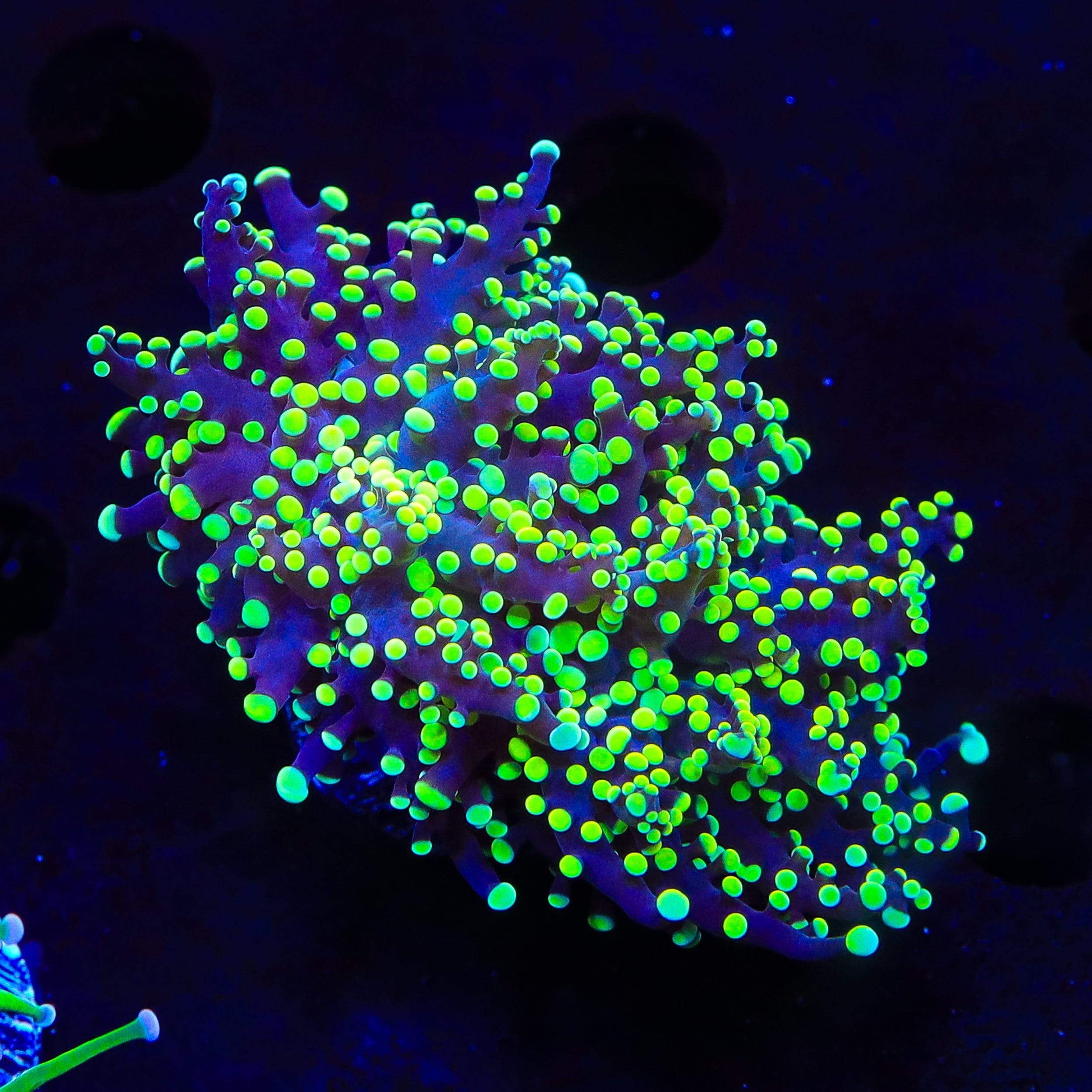 Euphyllia paradivisa