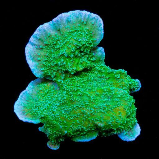 Purple Rim Green Montipora Capricornis