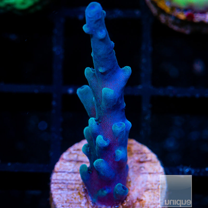 Acropora tortuosa