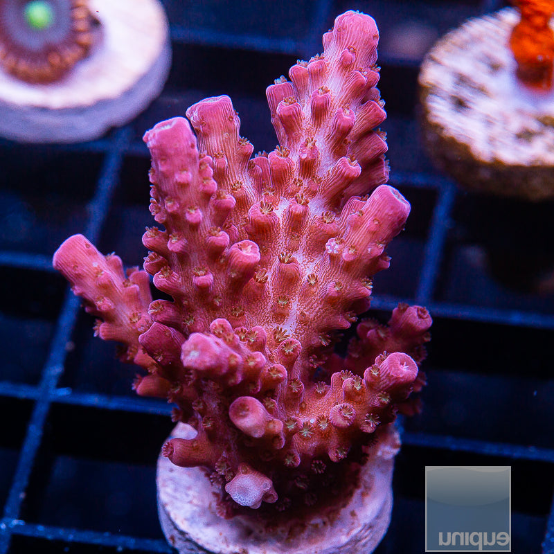 Acropora yongei