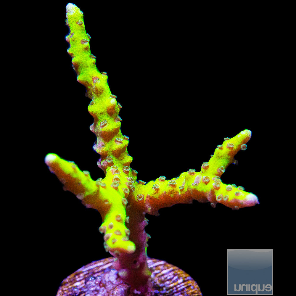 Anacropora