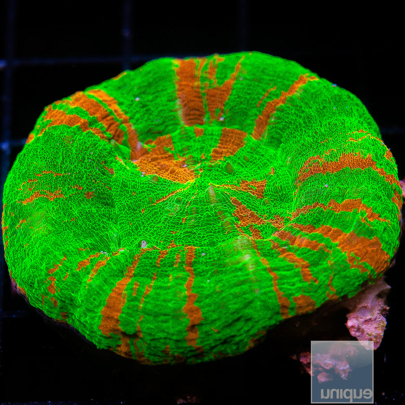 Bleeding Apple Scolymia-WYSIWYG