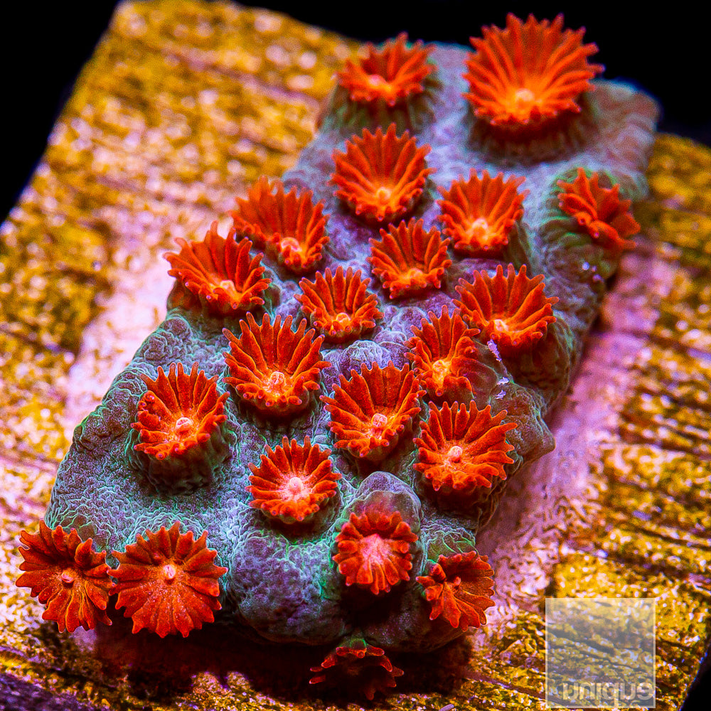 Cyphastrea sp.
