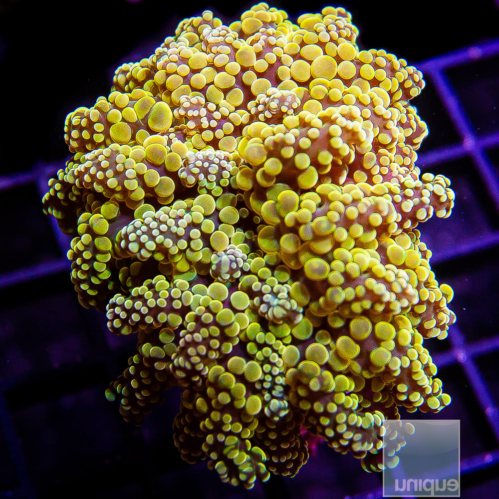 Euphyllia paradivisa