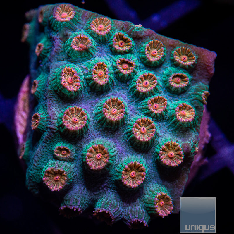 Cyphastrea sp.