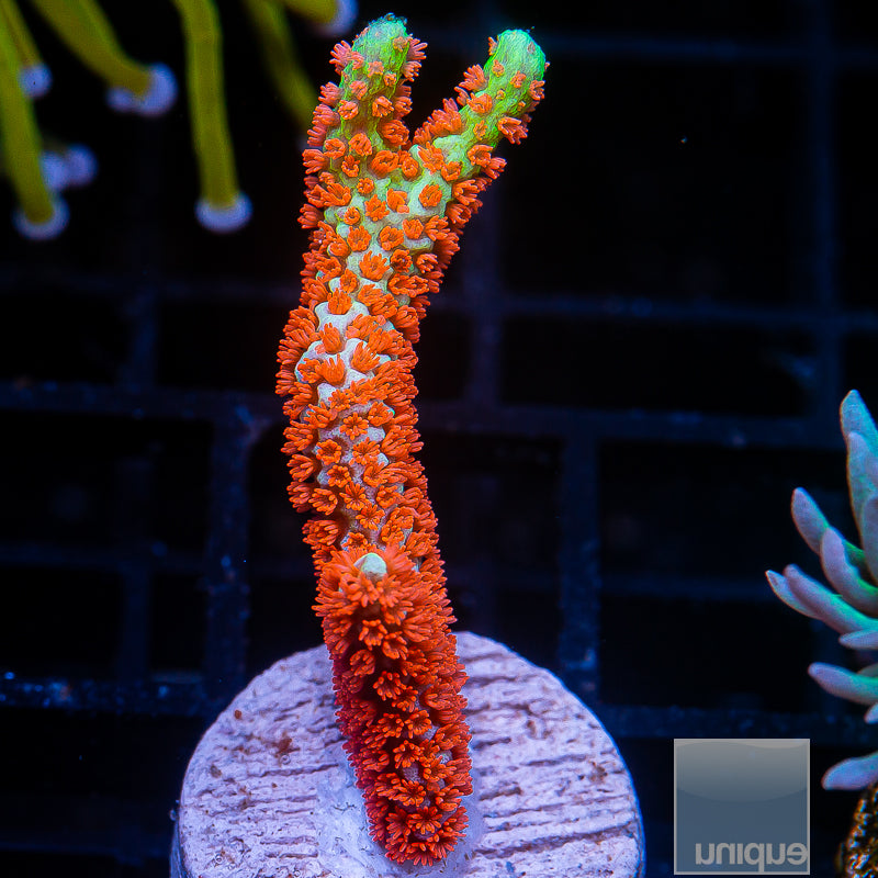 Montipora digitata
