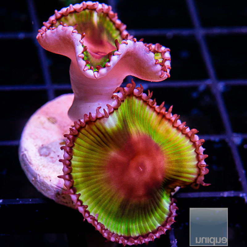 Palythoa Grandis Single Polyp-WYSIWYG