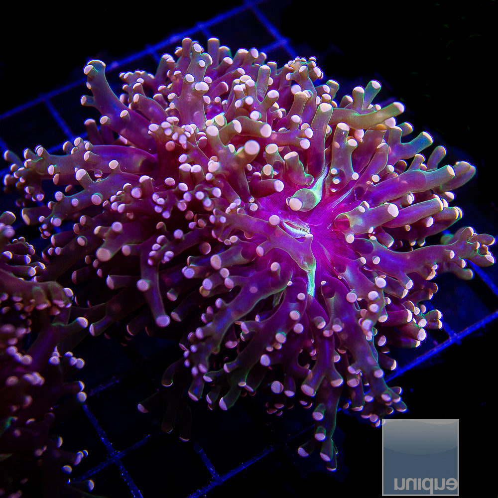 Euphyllia paradivisa