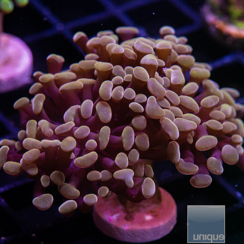 Fimbriaphyllia paraancora