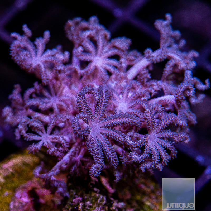 Xenia umbellata