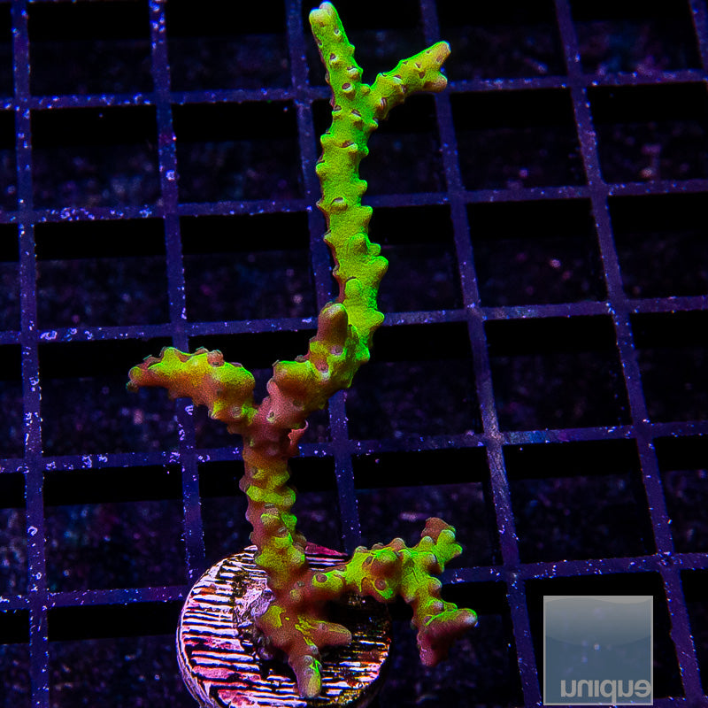 Anacropora